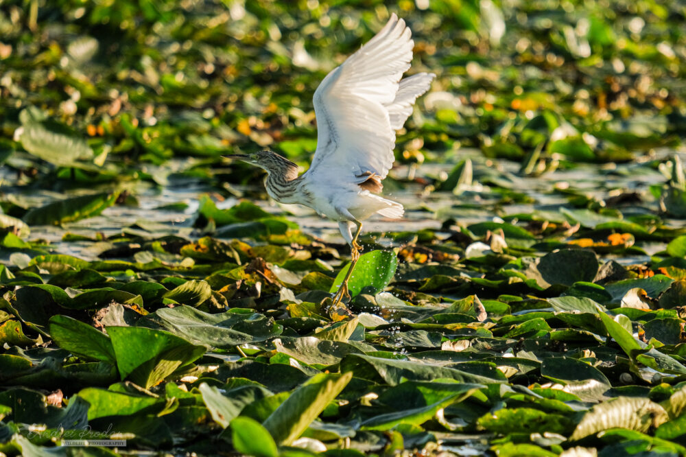 Când să vizitezi Delta Dunării – Ghid pe sezoane